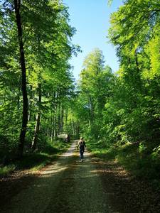 Wanderer im Wald