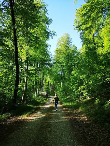 Wanderer im Wald